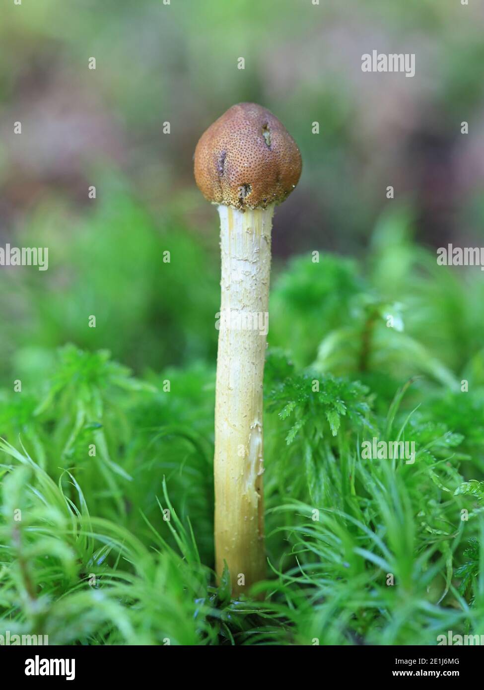 Tolypocladium capitatum, also called Elaphocordyceps capitata, the