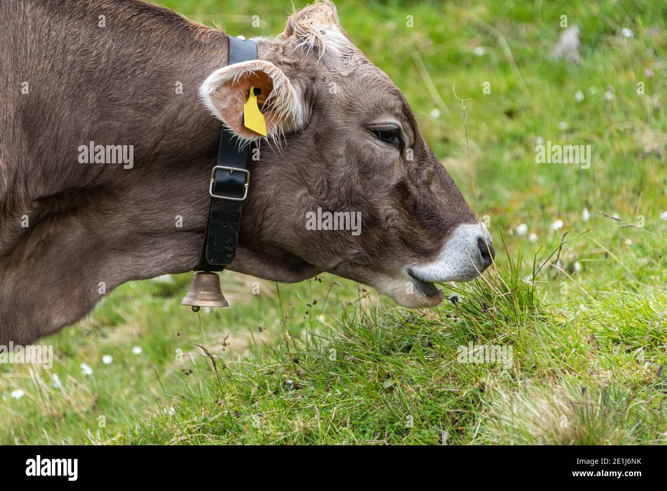 Head close up of alpine cow eating grass in a field of wildflowers in