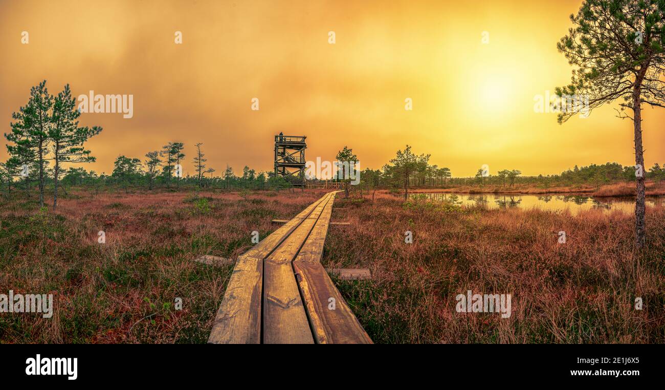 Panoramic view of sunset over bog with observation tower and wooden path, small ponds and pine trees. Colorful sunset over swamp. Hiking trail Stock Photo