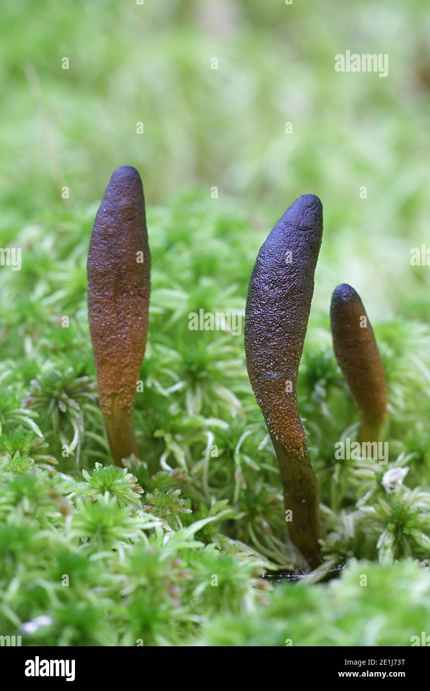 Golden cordyceps hires stock photography and images Alamy