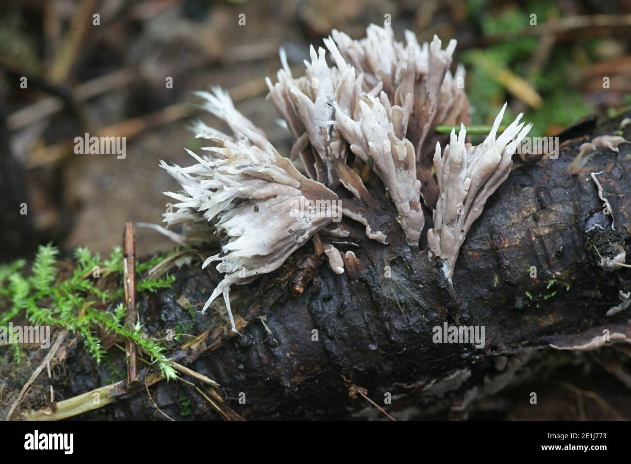 Thelephora penicillata (syn. Phylacteria mollissima), known as Urchin earthfan, wild fungus from Finland Stock Photo