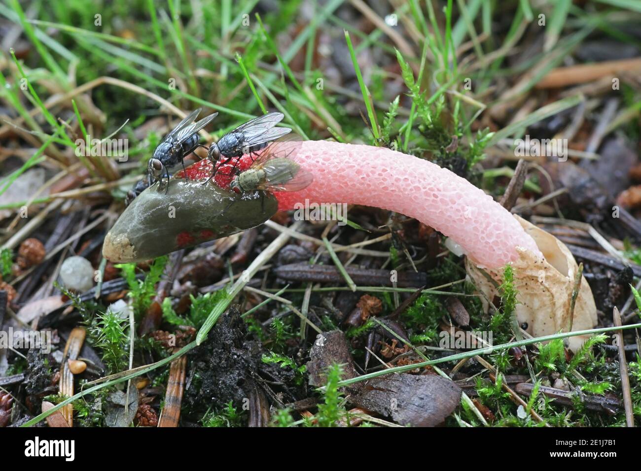 Mutinus ravenelii, known as the red stinkhorn fungus, stinking mushrooms from Finland Stock Photo