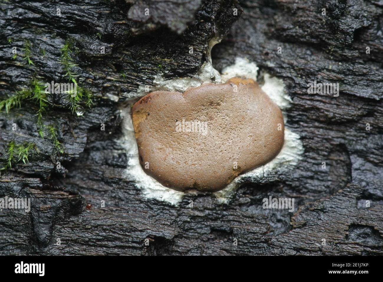 Dictydiaethalium plumbeum, a slime mold of the Order Liceales, no common english name Stock Photo