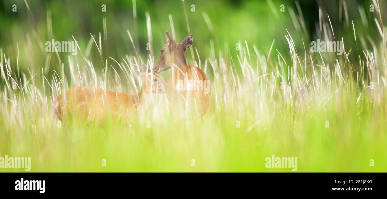 Mother sambar deer grooming fawn in flower field in summer, evergreen forest backgrounds. Khao Yai National Park. World Heritage Site, Thailand. Stock Photo