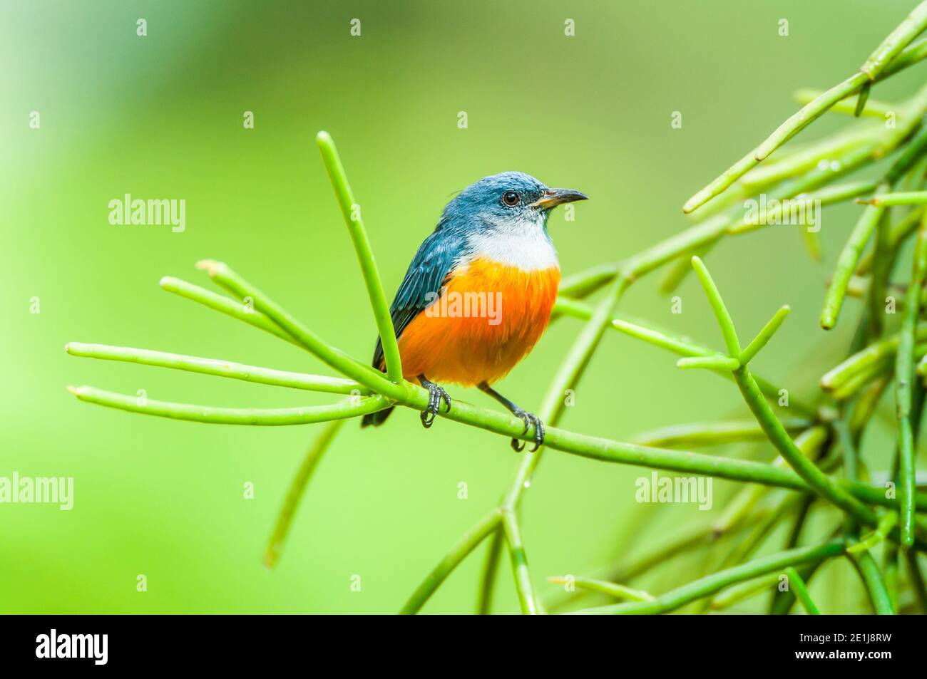 A male Orange-bellied Flowerpecker is perching on green branch of epiphyte on green blurred background. Bird migration. Thailand. Stock Photo