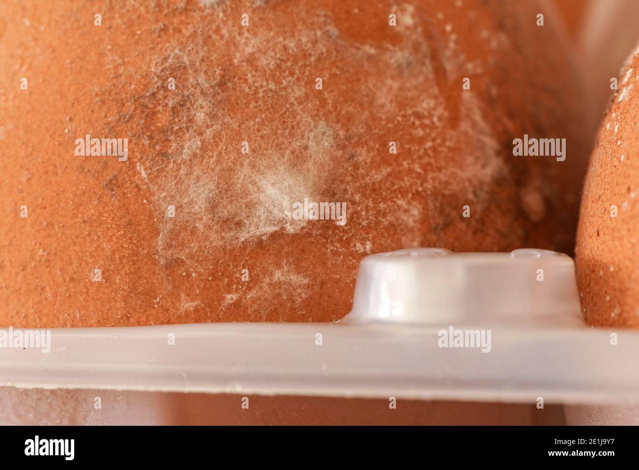 Mold Growing On A Egg