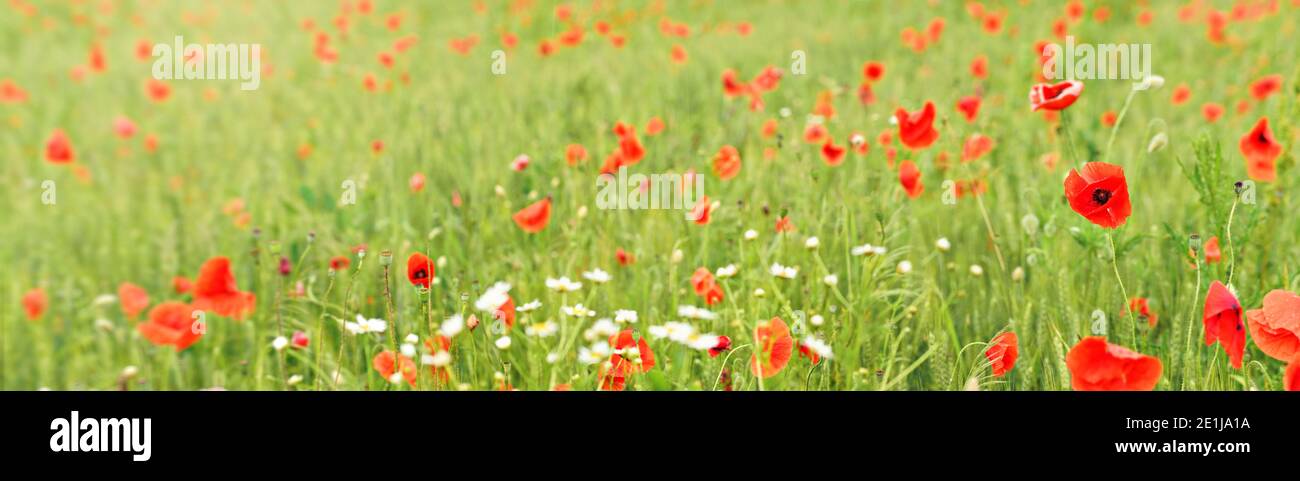 Wild red poppies growing in field of unripe green wheat - wide banner ...