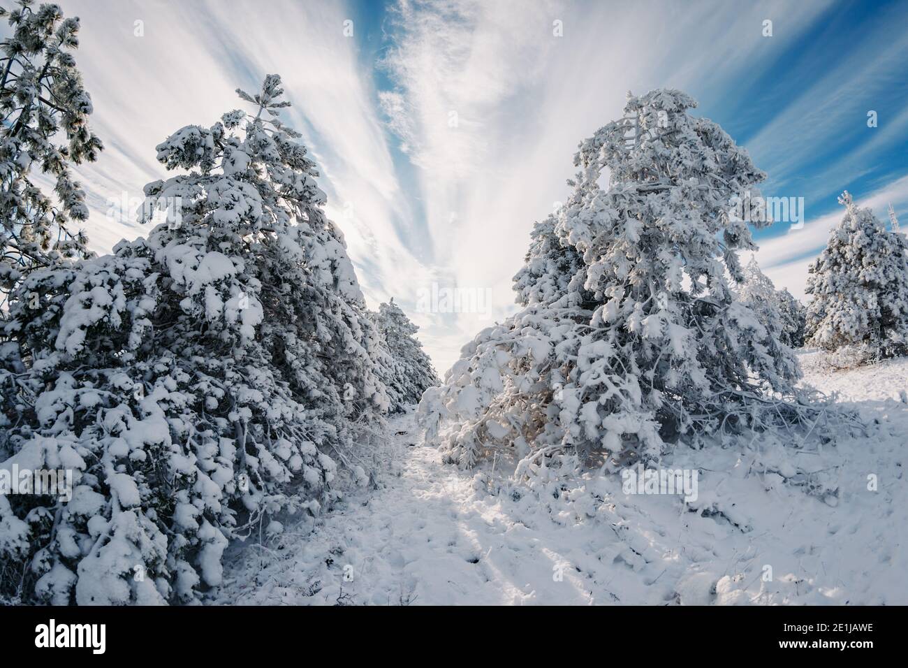 Winter forest with snowy pine trees. Snow frozen landscape in sunny day ...