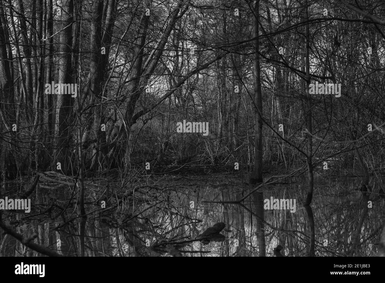 Trees in a flooded forest, trees stand in the water, trees in a swamp