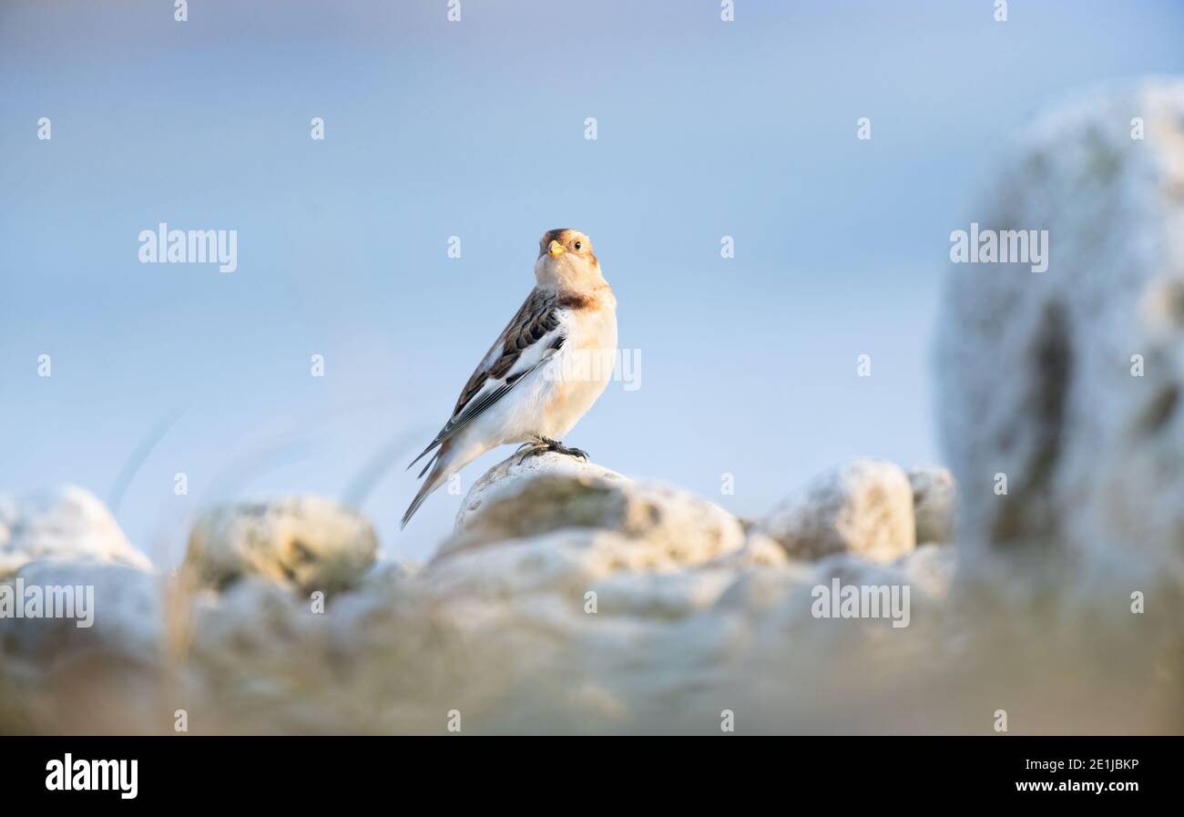 Early morning sunrise lighting up the beach rocks & Snow Bunting whilst looking for food along the winter shoreline Stock Photo