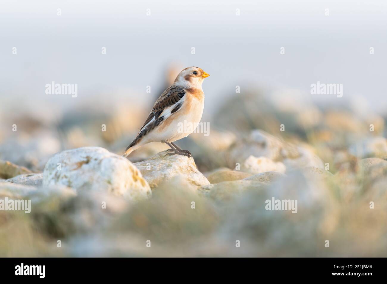 Early morning sunrise lighting up the beach rocks & Snow Bunting whilst looking for food along the winter shoreline Stock Photo
