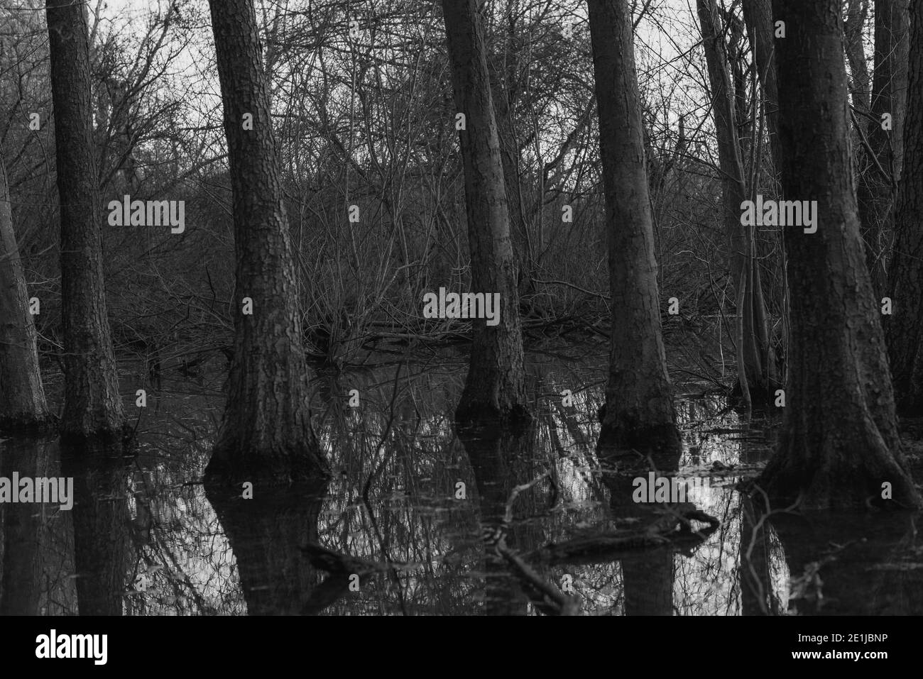 Trees in a flooded forest, trees stand in the water, trees in a swamp