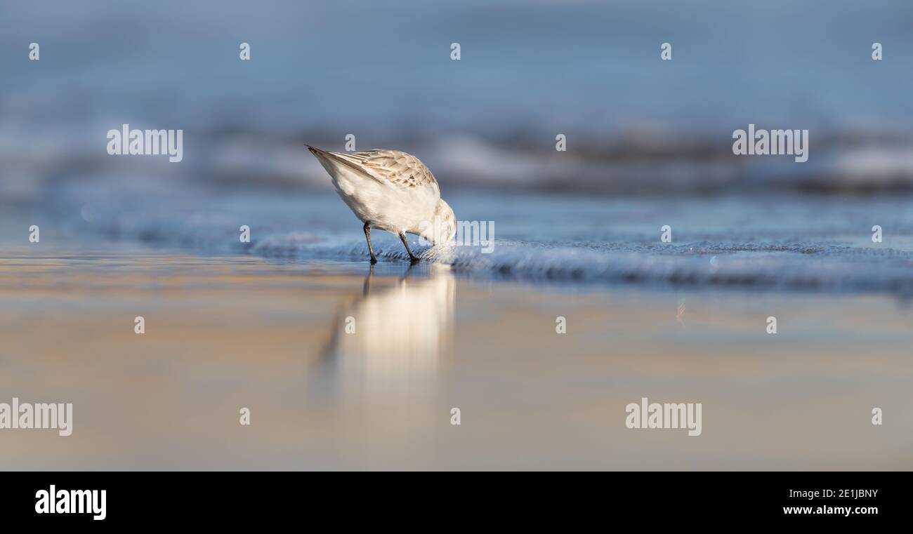 Early morning sunrise lighting up the sea, sand & the wading Sanderling whilst looking for food along the winter shoreline Stock Photo