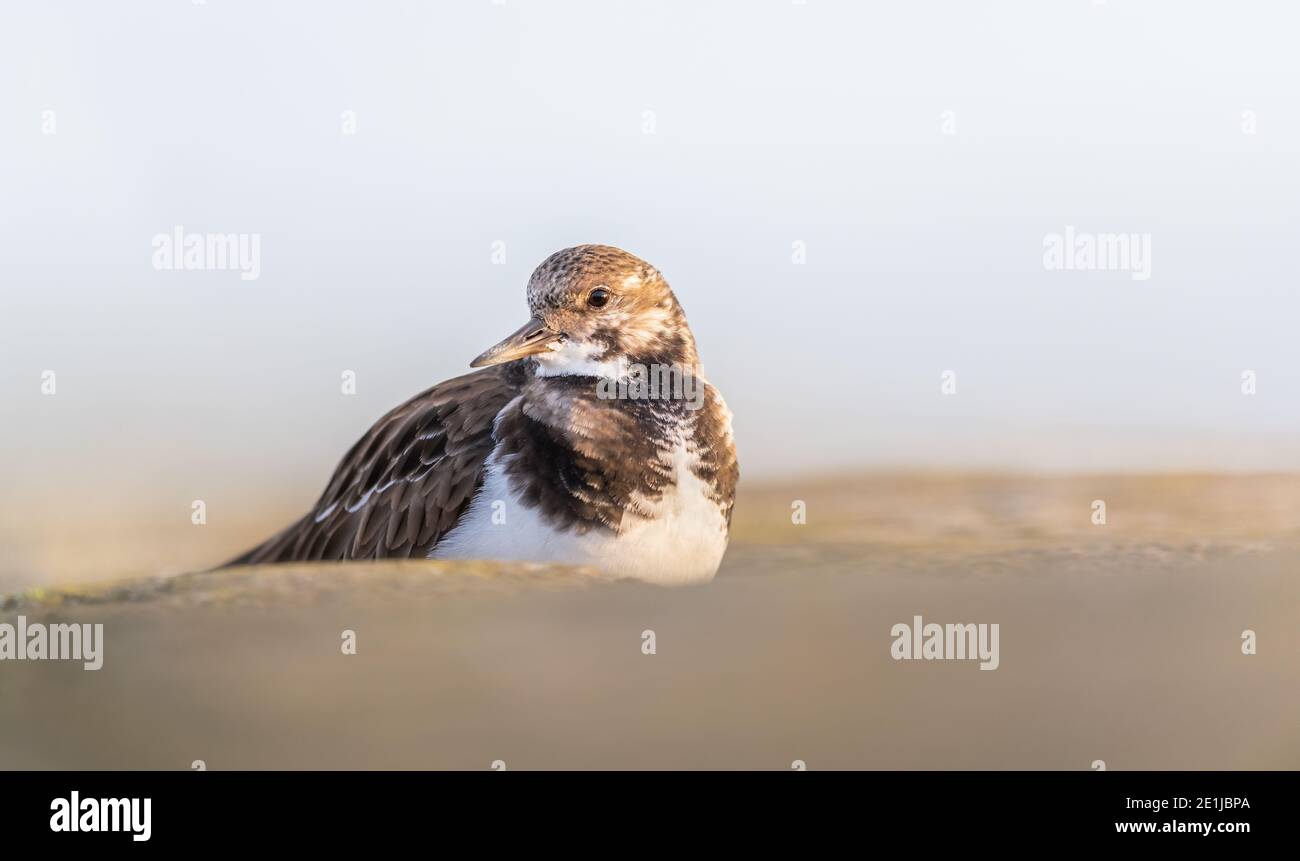 Early morning sunrise lighting up the Turnstone sitting in-between the stones on the pier wall. Stock Photo