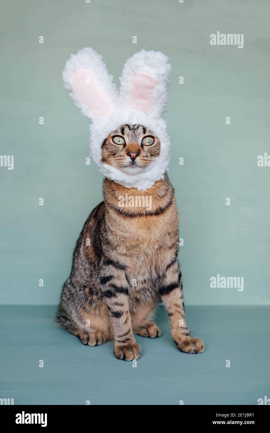 Cat dressed as bunny cheap