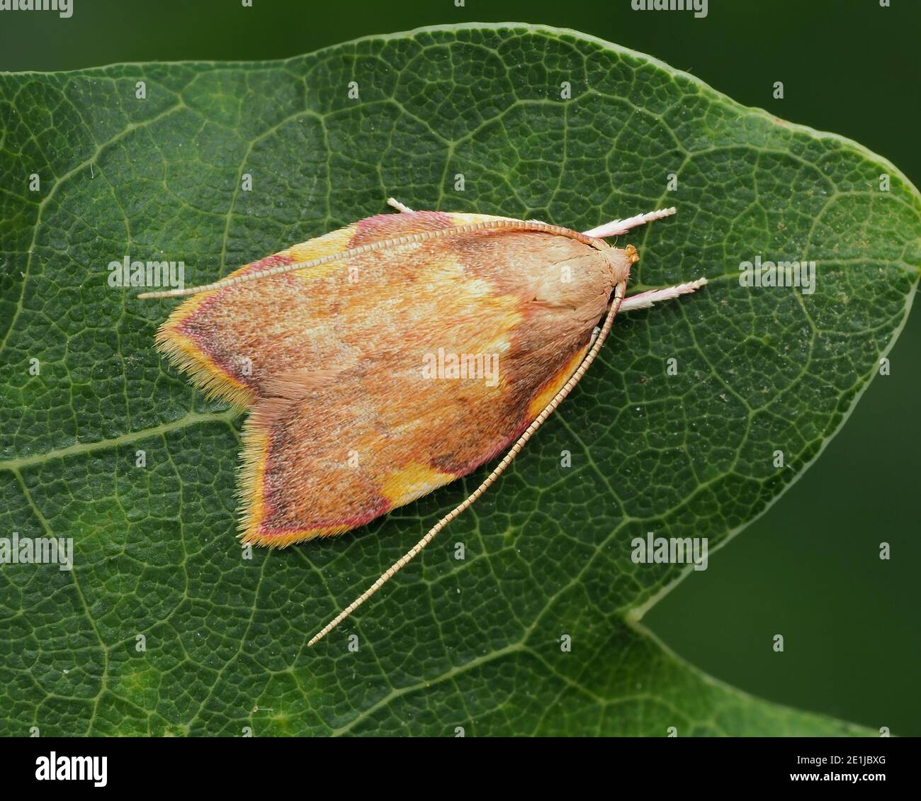 Carcina quercana moth resting on oak leaf. Tipperary, Ireland Stock Photo