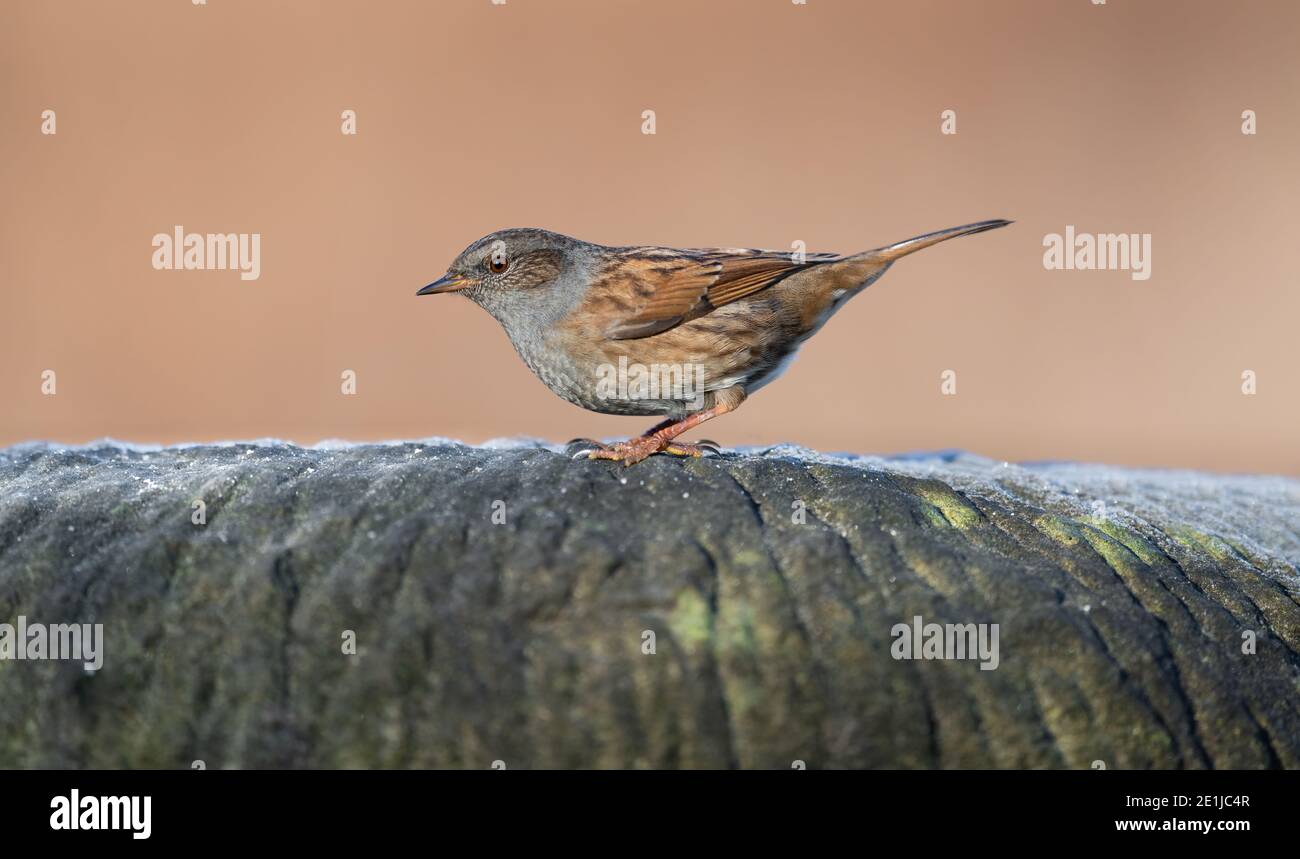 Portrait of a common garden Dunnock sitting on the edge of a stone with a blurred background. Stock Photo