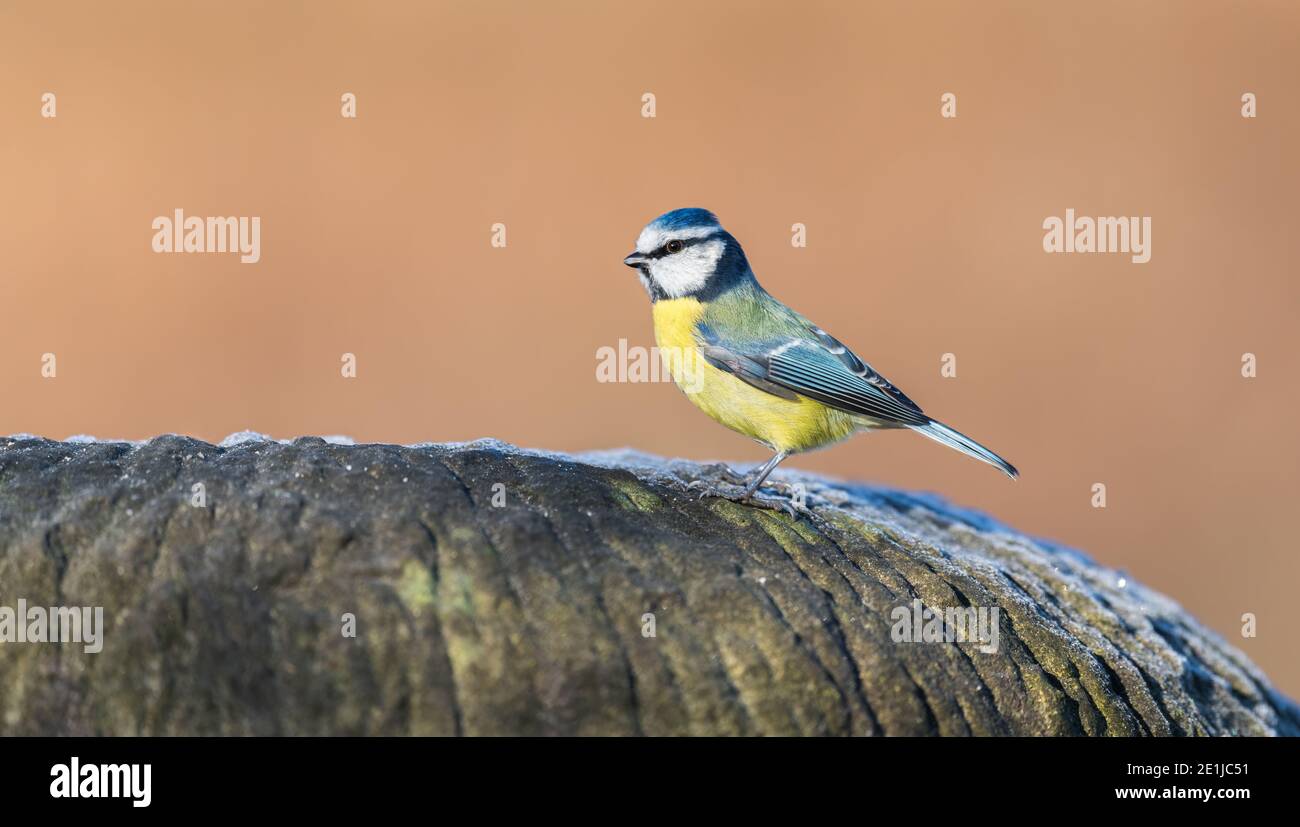 Portrait of a common garden Eurasian Blue Tit sitting on the edge of a stone with a blurred background. Stock Photo