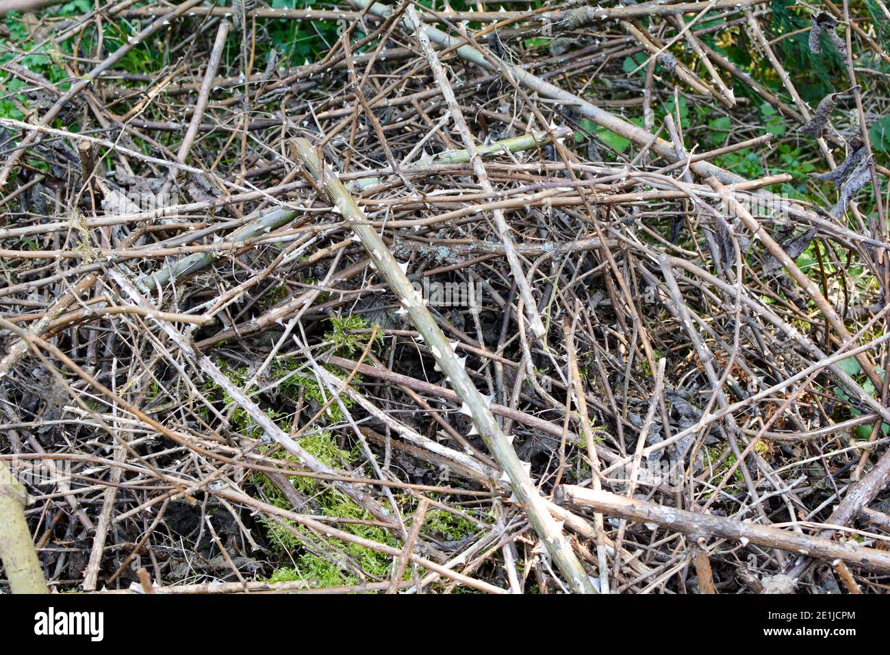 Thorn scrub hires stock photography and images Alamy