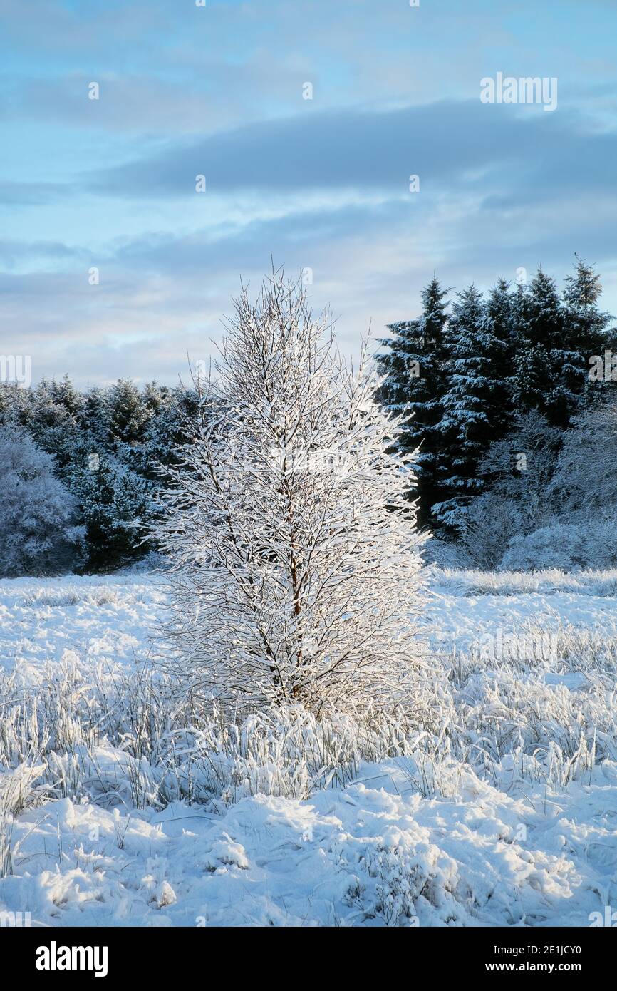 Winter view of small birch covered with snow on a sunny day. West Lothian, Scotland, United Kingdom Stock Photo