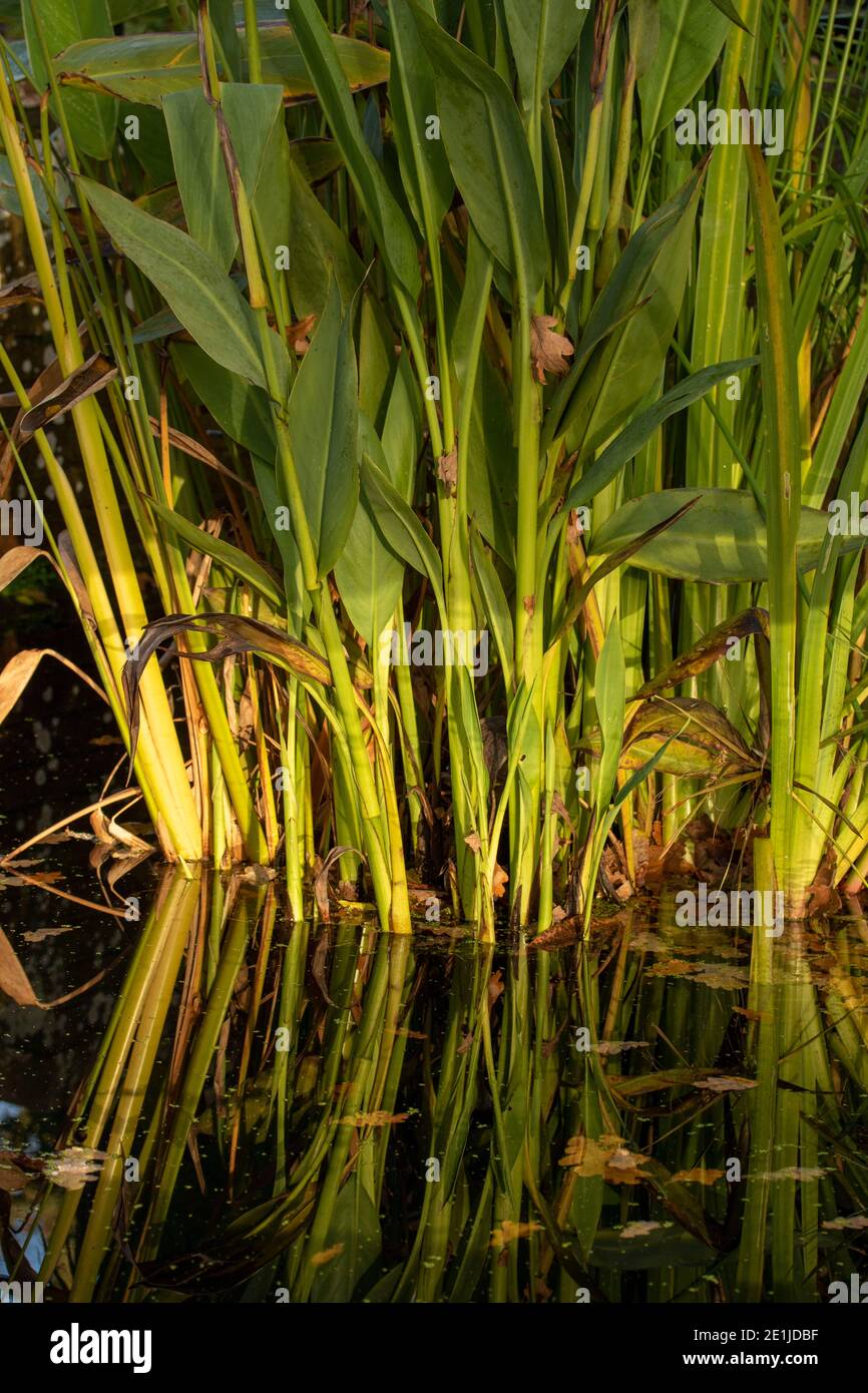 Green foliage and reflection in still water, illustrating reflection, patterns and structures in nature Stock Photo