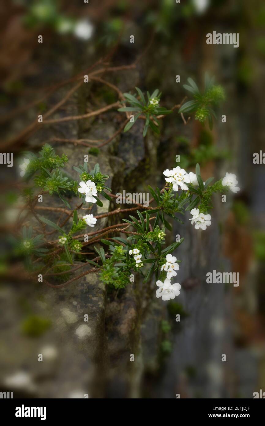 Iberis Saxatilis (candytuft) plant and foliage showing small white flowers in an alpine garden setting Stock Photo