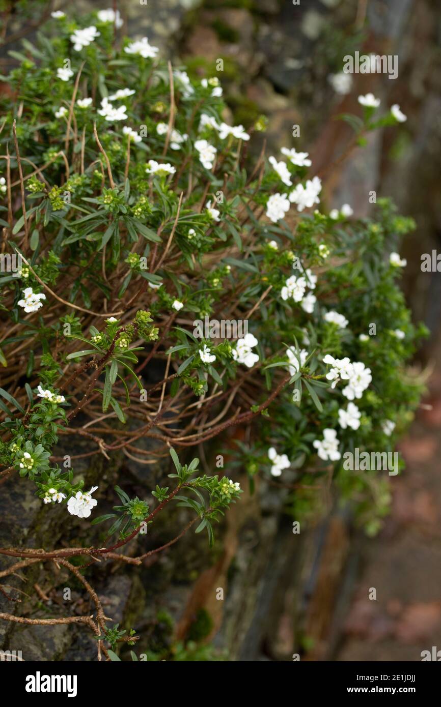 Iberis Saxatilis (candytuft) plant and foliage showing small white flowers in an alpine garden setting Stock Photo