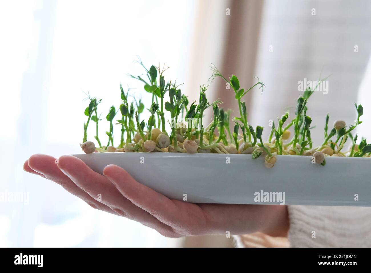 Peas microgreens in woman hands. Earth Day. Seed Germination at home