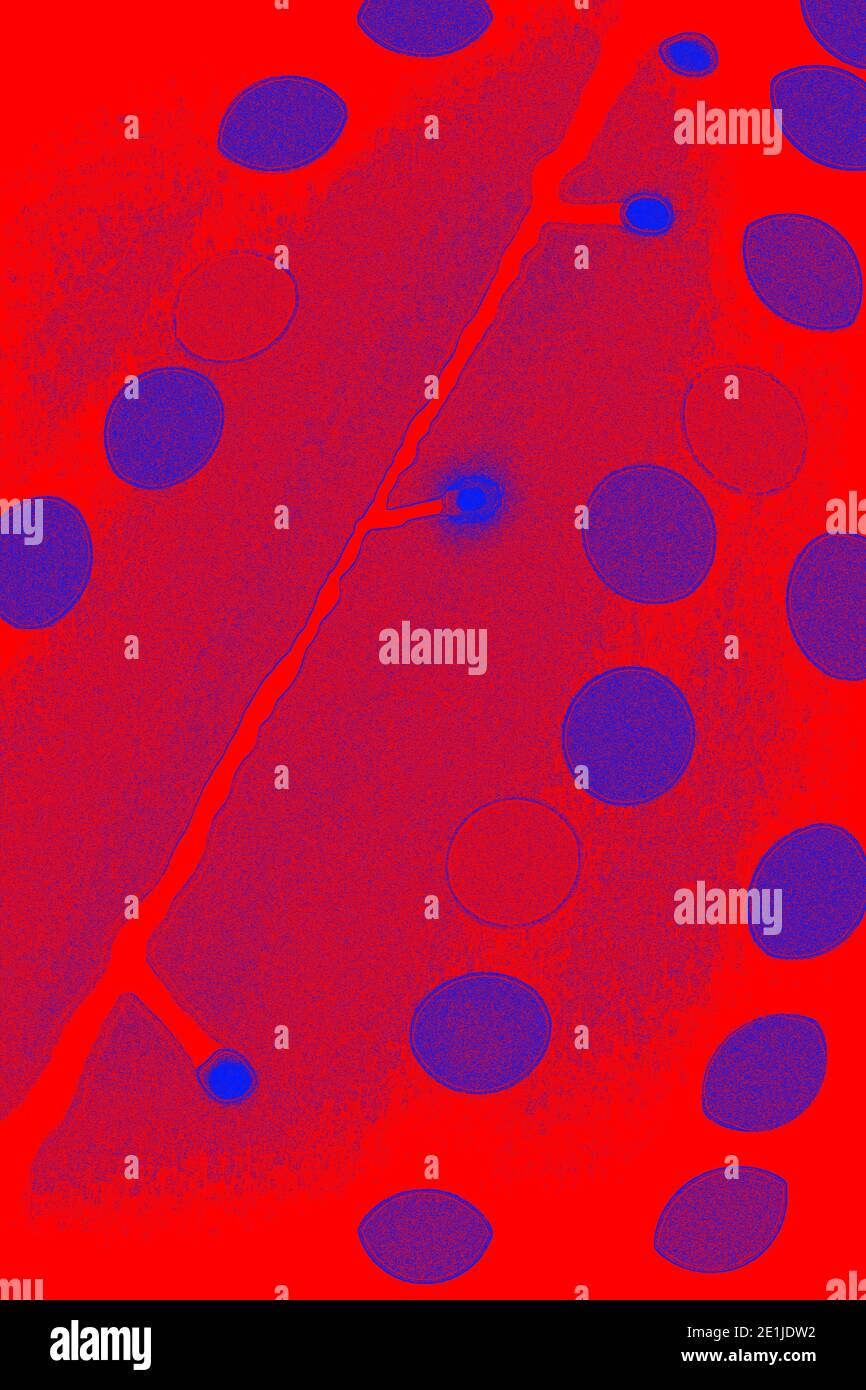 Design with blue lights on red Stock Photo Alamy