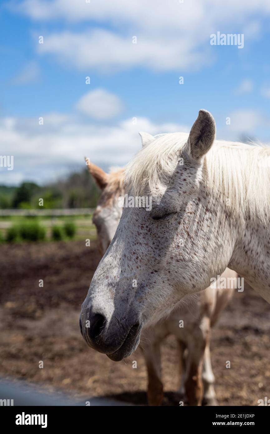 face close up white horse with brown spots. Direct sunlight with hard