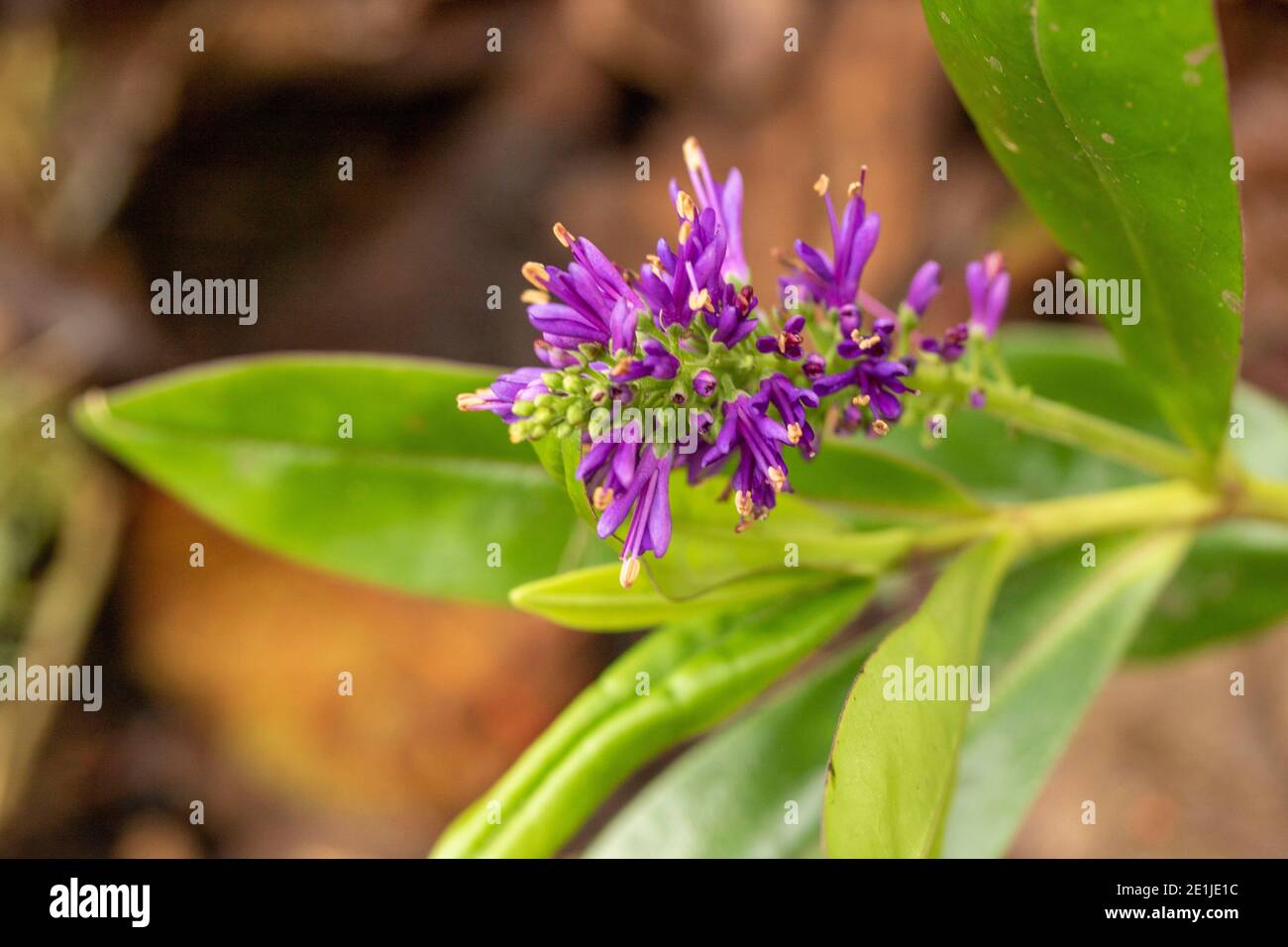 Hebe flower and shiny leaves close-up nature portrait Stock Photo