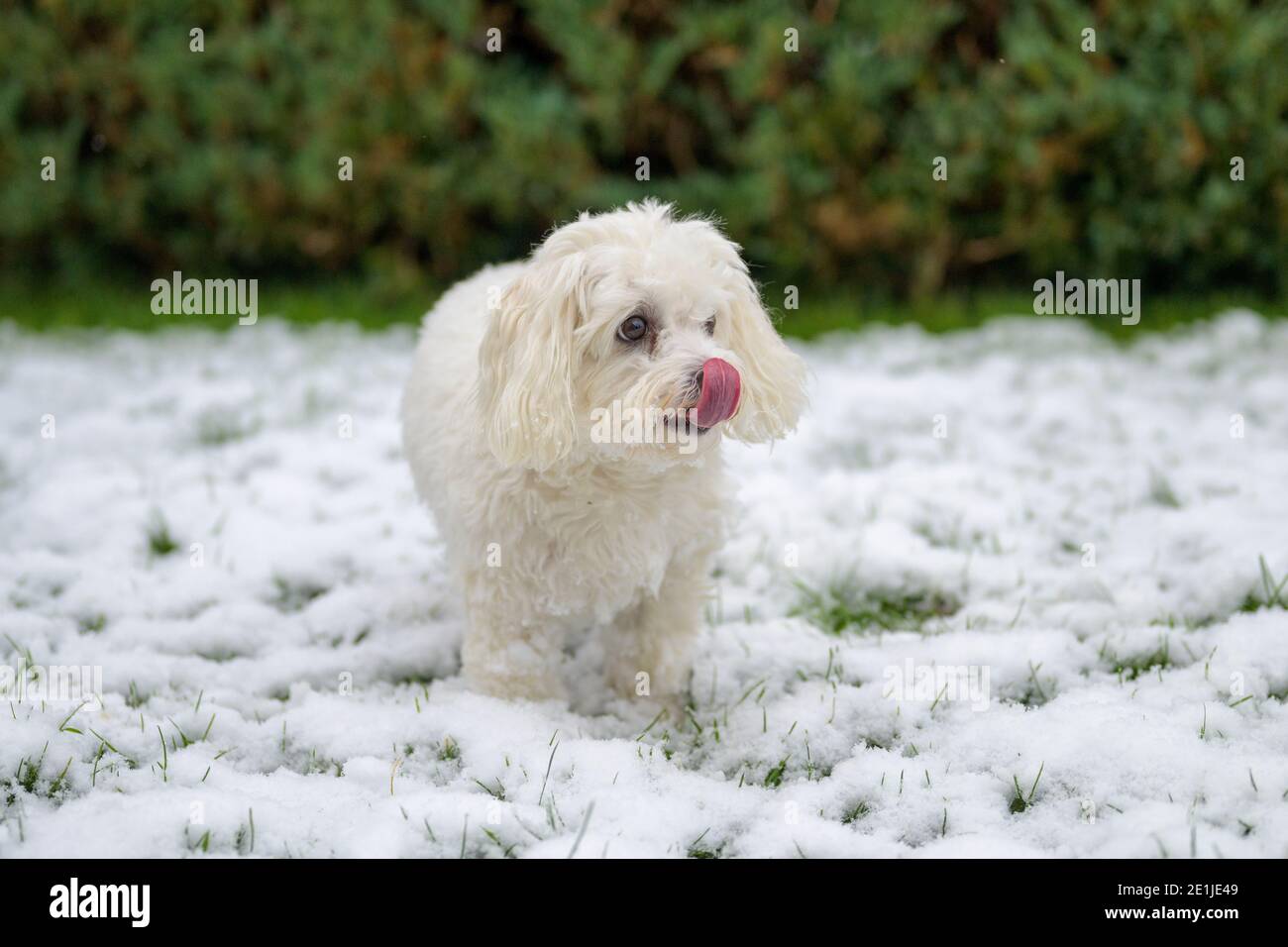 Havanese maltese mix 2025