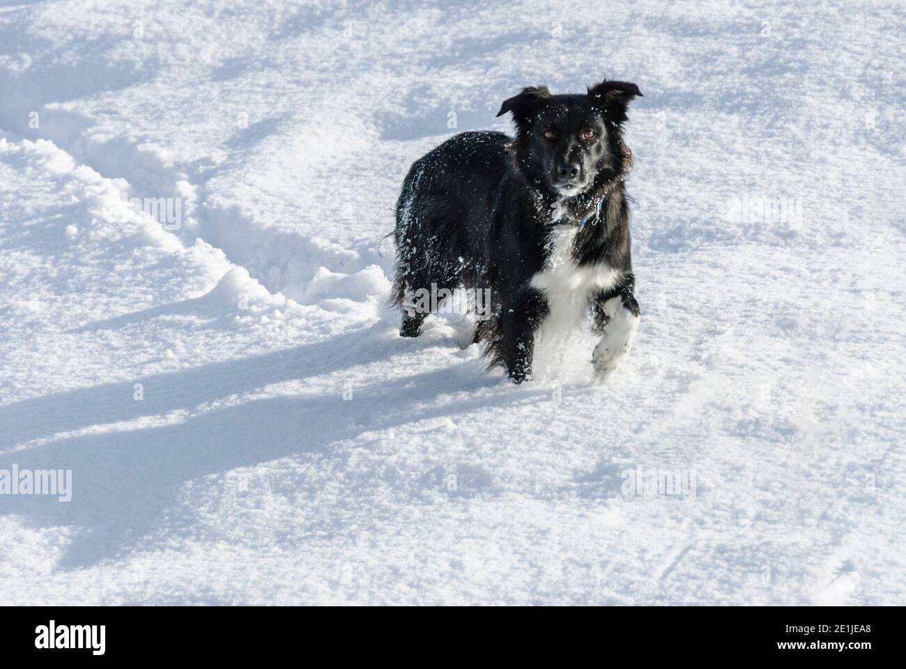 Dog enjoying fresh snow Stock Photo