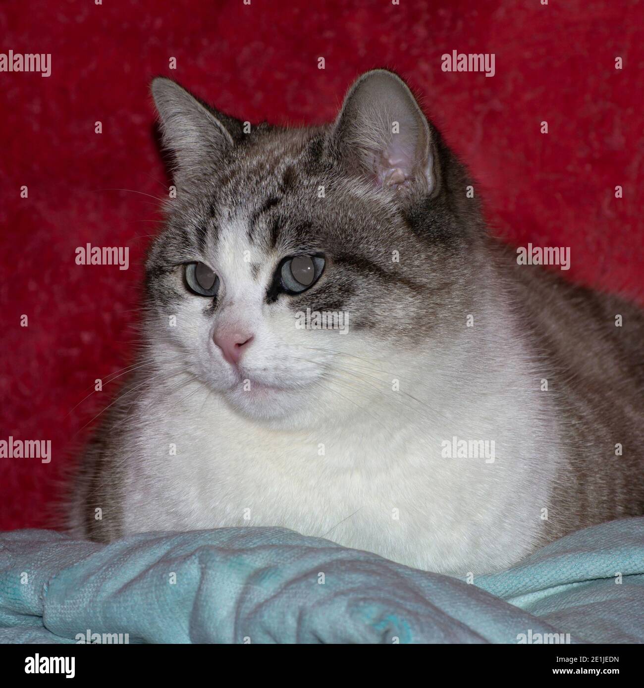 porrait of a tabby cat with big blue eyes Stock Photo