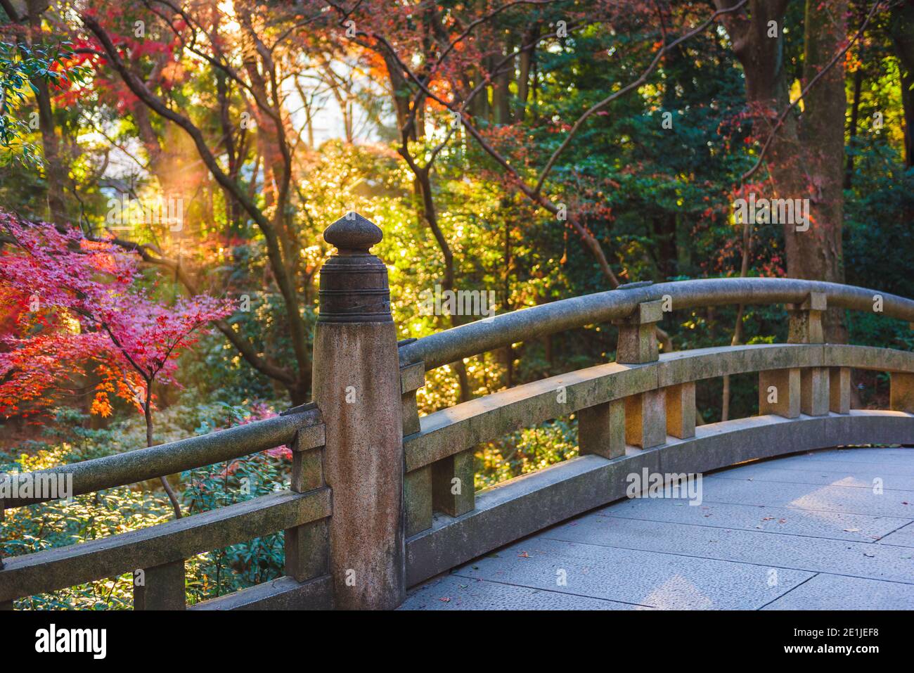 Fall foliage at Meiji Shrine walkways in Tokyo, Japan. Stock Photo