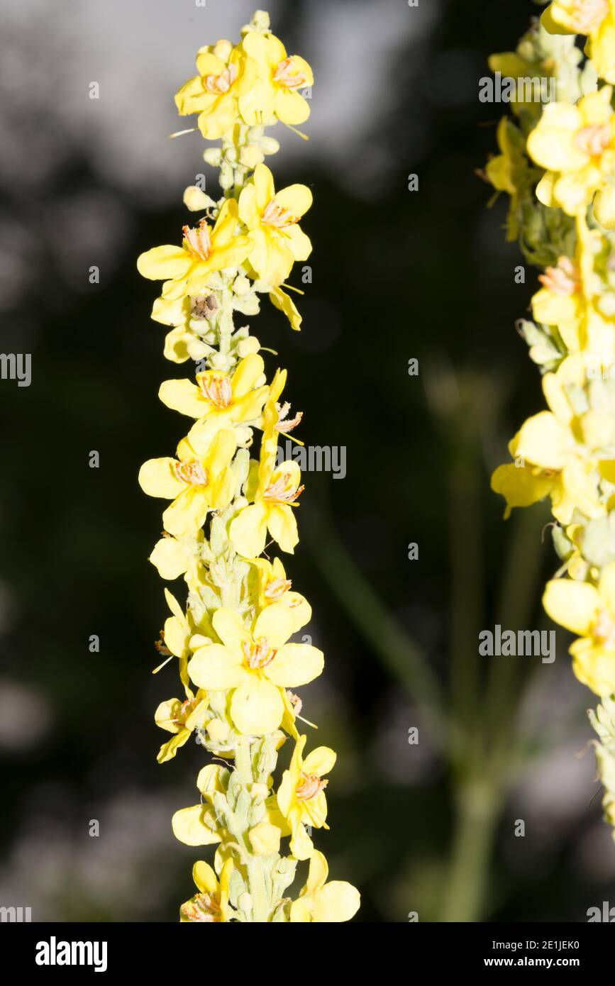 Showy Mullein (Verbascum speciosum) Stock Photo