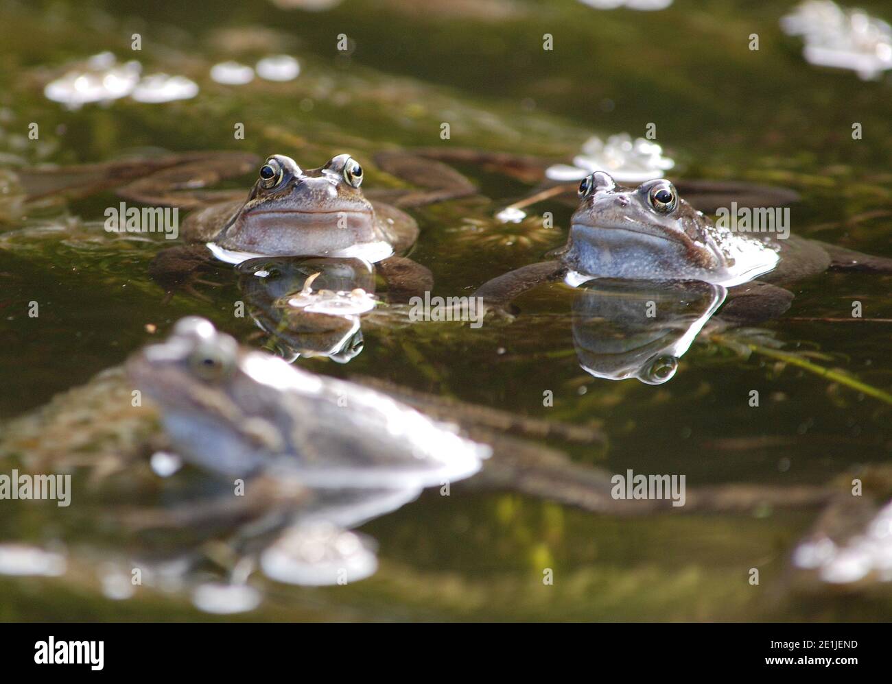 Frogs and frogspawn in pond Stock Photo