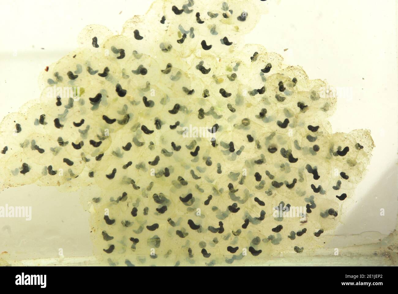 Frogs eggs inside frogspawn hires stock photography and images Alamy
