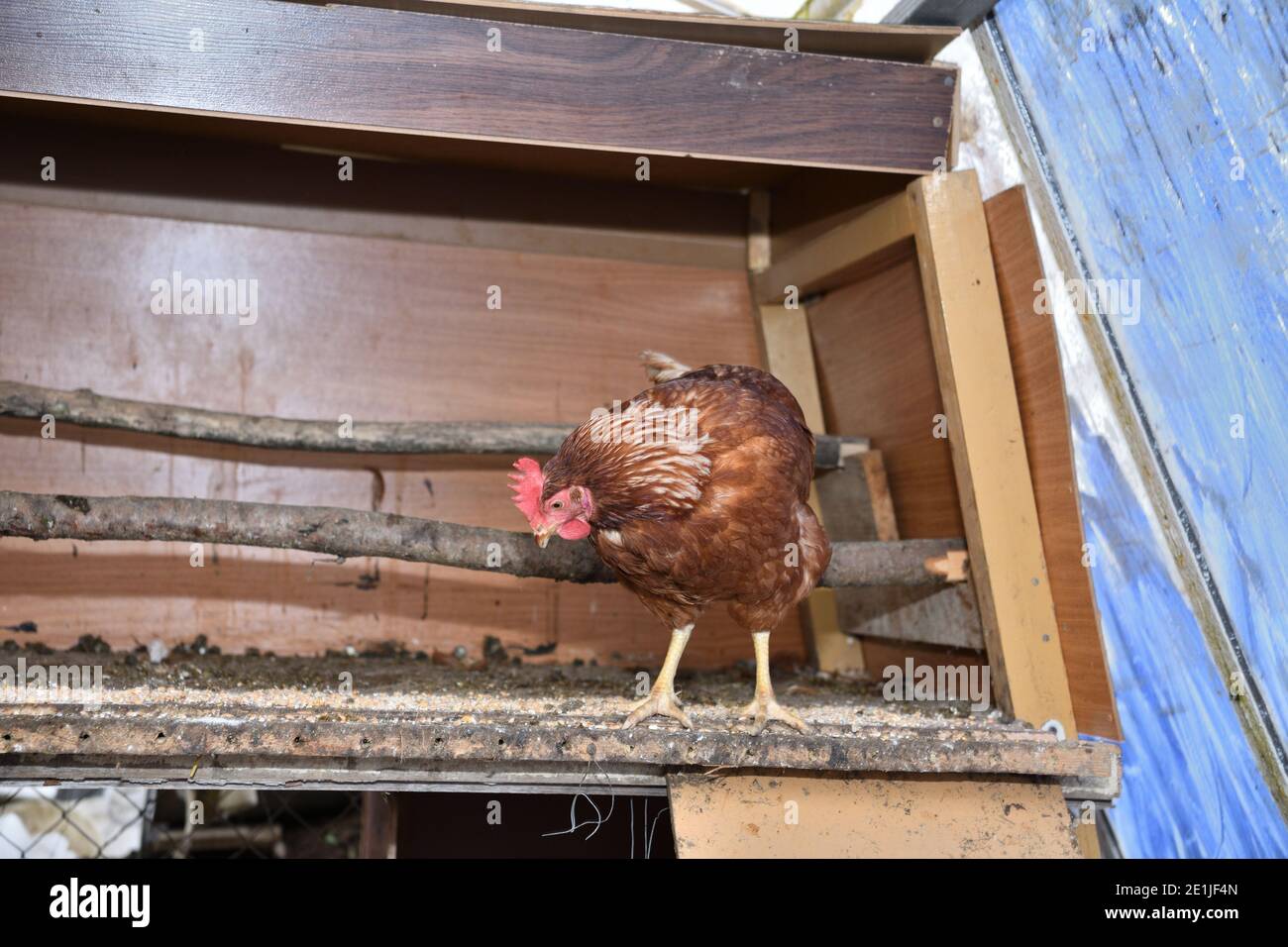 Domestic chickens eat wheat meal and vegetables in a home farm Stock