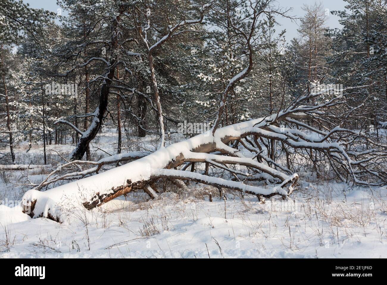windbreak tree in a snowy winter pine forest Stock Photo