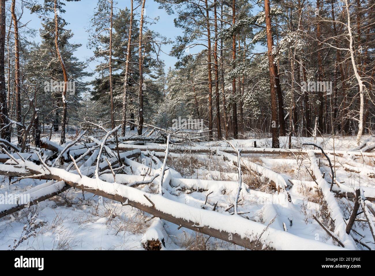 Landscape with windbreak in a snowy winter forest Stock Photo