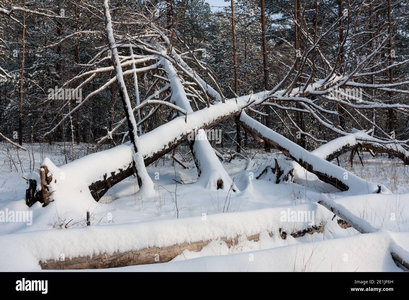 Landscape witj windbreak trees in a snowy winter pine forest Stock Photo
