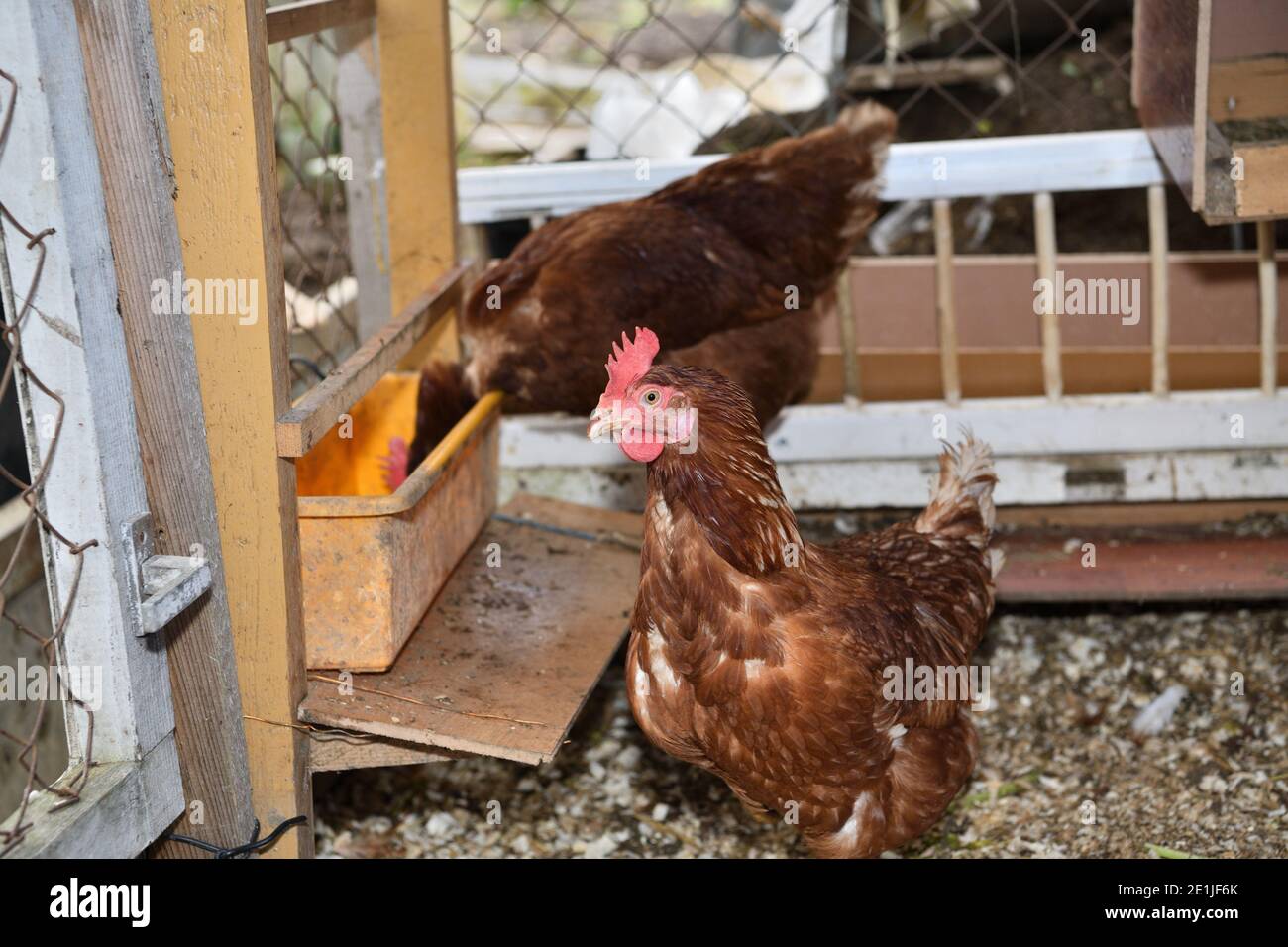 Domestic chickens eat wheat meal and vegetables in a home farm Stock