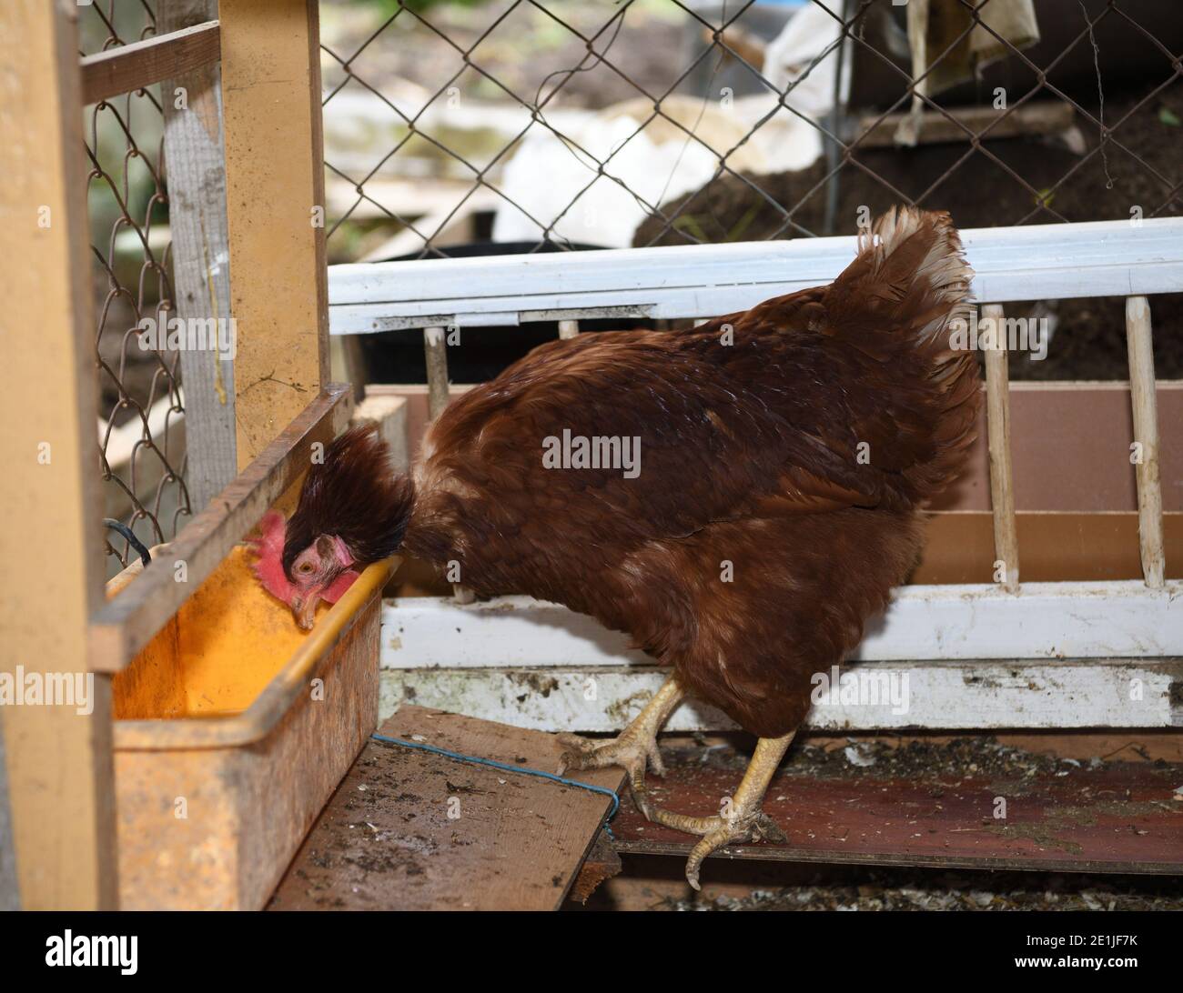Domestic chickens eat wheat meal and vegetables in a home farm Stock