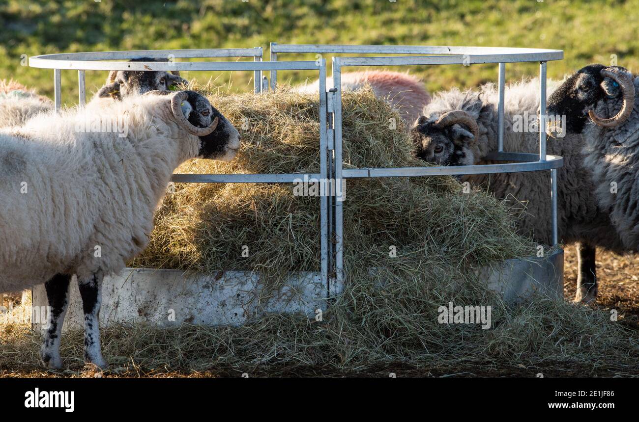 Swaledale ewes feeding on hay, Leagram, Chipping, Preston, Lancashire. Stock Photo