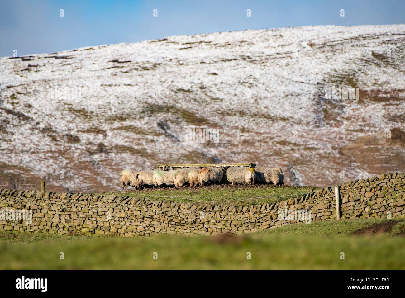 Swaledale ewes feeding on hay, Leagram, Chipping, Preston, Lancashire. Stock Photo