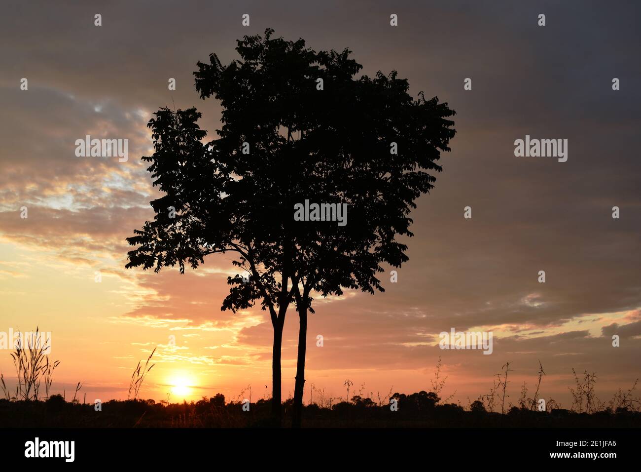 silhouette tree in sunset on paddy field of Thailand countryside at ...