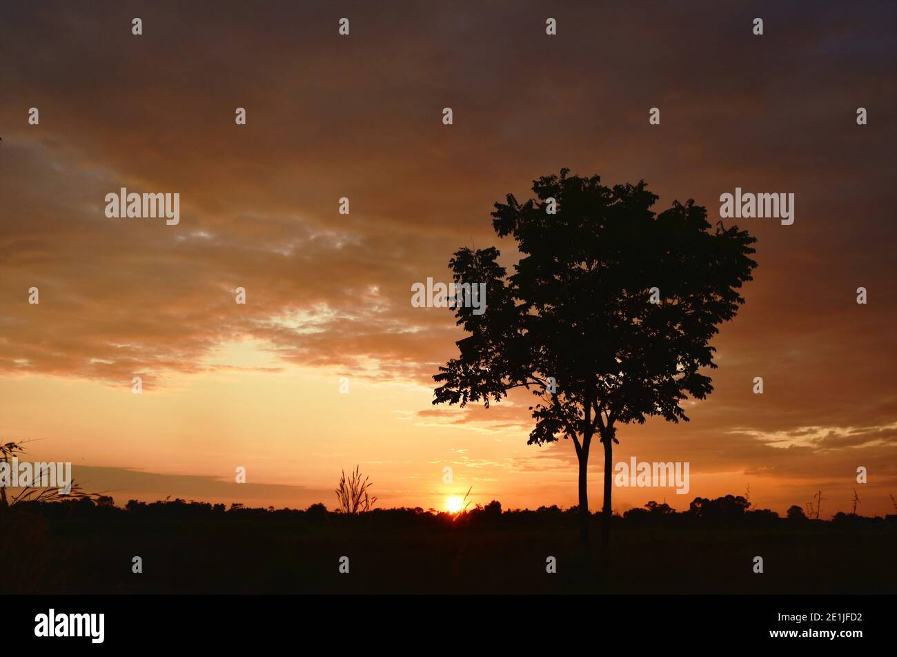 silhouette tree in sunset on paddy field of Thailand countryside at ...
