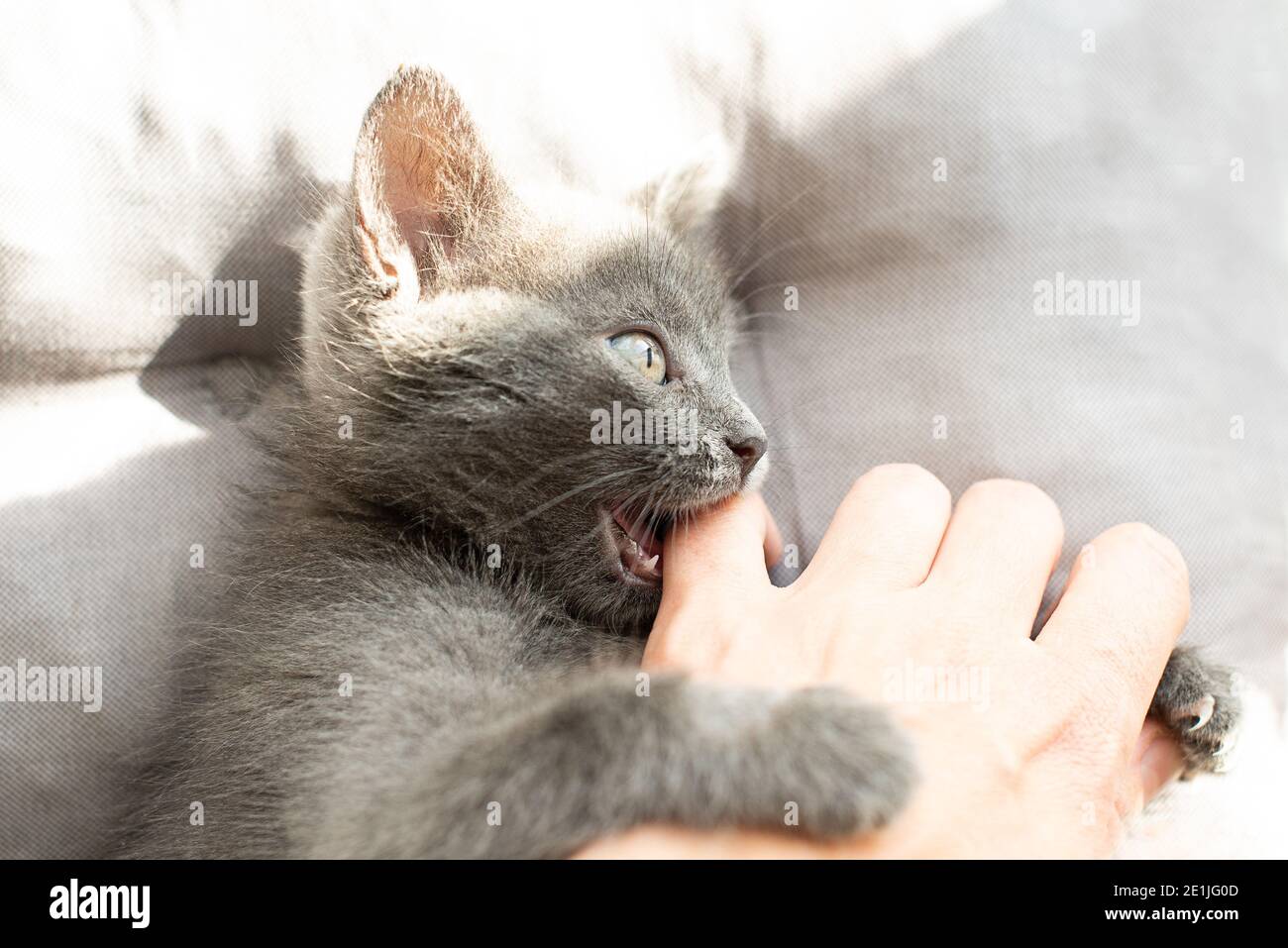 aggressive grey cat bites a person.  Stock Photo