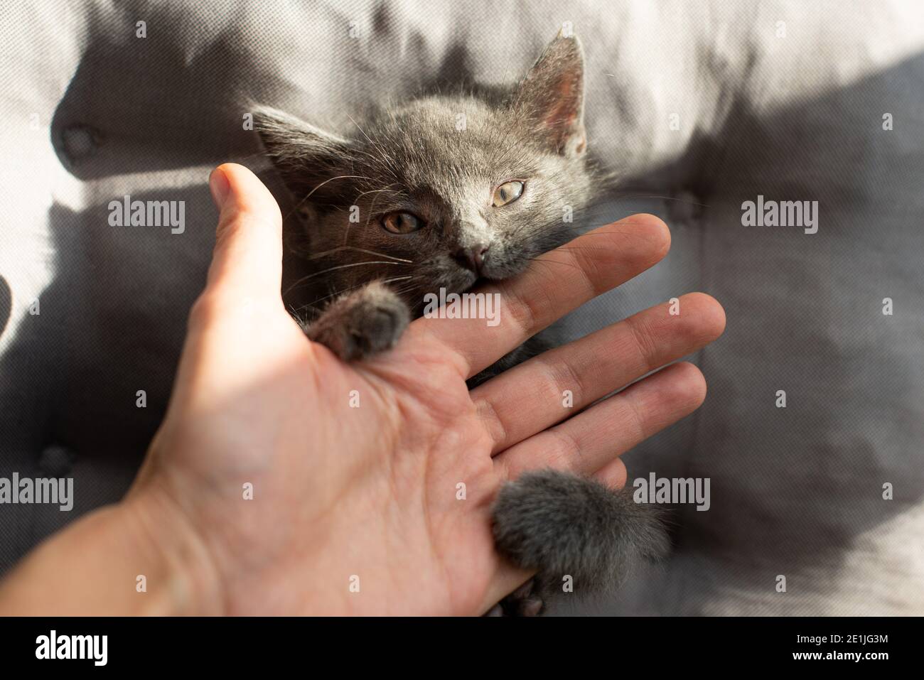 aggressive grey cat bites a person Stock Photo Alamy